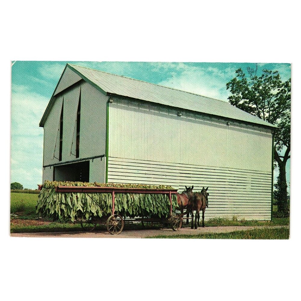 Pennsylvania Dutch Tobacco Shed Mules Postmarked Vintage Postcard Dussinger